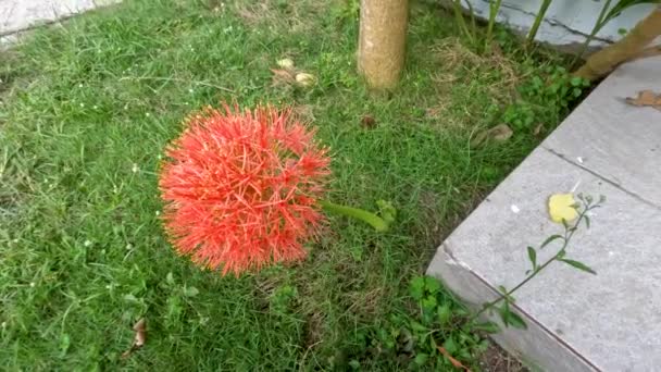 花冠植物 呈红色球状 绿茎弱 用于草坪花园装饰 — 图库视频影像