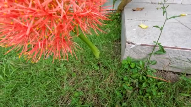 Floración Planta Scadoxus Tiene Una Forma Bola Roja Tallos Verdes — Vídeos de Stock