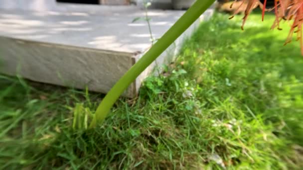Planta Floração Scadoxus Tem Uma Forma Bola Vermelho Caules Verdes — Vídeo de Stock