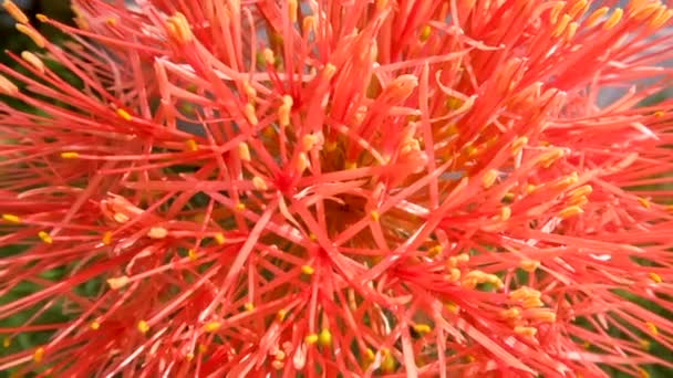 Floración Planta Scadoxus Tiene Una Forma Bola Roja Tallos Verdes — Vídeos de Stock