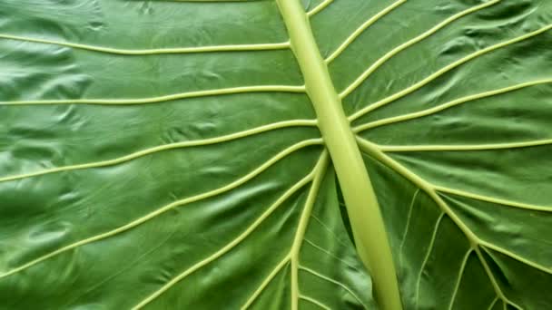 Széles Levelek Taro Növény Zöld Van Egy Levél Keret Hogy — Stock videók