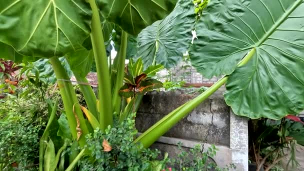 Broad Leaves Taro Plant Green Have Leaf Frame Support Thin — Stock Video