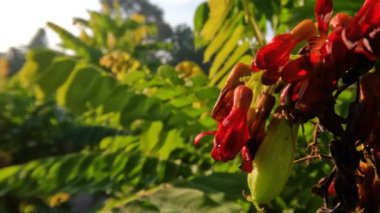 Bilimbi meyve ağacının gövdesi kırmızı çiçekler veriyor, küçük miktarlarda, meyve yemek malzemeleri için.