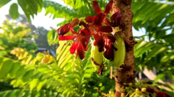 Árbol Frutal Bilimbi Cuyo Tronco Está Emitiendo Flores Rojas Pequeñas — Vídeo de stock