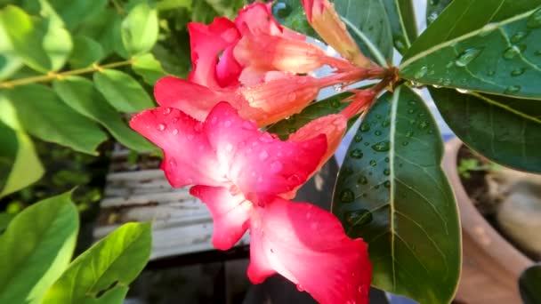 Рожева Квітка Аденію Сонячний Ранок Зелене Листя Вологий Ранковою Росою — стокове відео