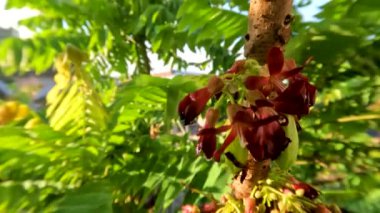 Bilimbi meyve ağacının gövdesi kırmızı çiçekler veriyor, küçük miktarlarda, meyve yemek malzemeleri için.