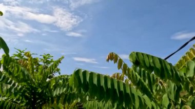 Bilimbi ağacı, rüzgarda sallanan küçük, ince yeşil yapraklarla, taze sebzeler ve baharatlar için meyve filizlenir.