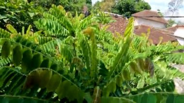 Bilimbi ağacı, rüzgarda sallanan küçük, ince yeşil yapraklarla, taze sebzeler ve baharatlar için meyve filizlenir.