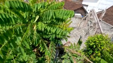 Bilimbi ağacı, rüzgarda sallanan küçük, ince yeşil yapraklarla, taze sebzeler ve baharatlar için meyve filizlenir.