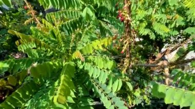 Bilimbi meyve ağacının gövdesi kırmızı çiçekler veriyor, küçük miktarlarda, meyve yemek malzemeleri için.