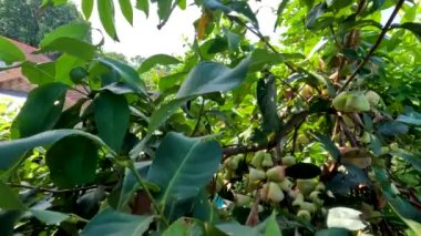 Meyveli sulu gül elması, meyve rengi soluk yeşil, kırmızı renkli, tropikal meyve bitkisi su bakımından zengin.