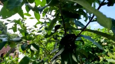 Meyveli sulu gül elması, meyve rengi soluk yeşil, kırmızı renkli, tropikal meyve bitkisi su bakımından zengin.