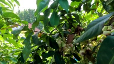 Meyveli sulu gül elması, meyve rengi soluk yeşil, kırmızı renkli, tropikal meyve bitkisi su bakımından zengin.