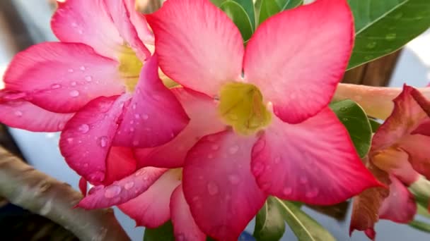 Růžový Květ Adenia Slunečného Rána Zelené Listy Stále Vlhké Ranní — Stock video