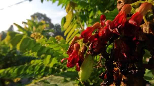 Árbol Frutal Bilimbi Cuyo Tronco Está Emitiendo Flores Rojas Pequeñas — Vídeo de stock