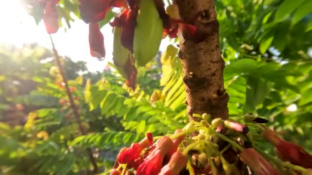 Bilimbi Obstbaum Dessen Stamm Rote Blüten Ausgibt Klein Großen Mengen — Stockvideo