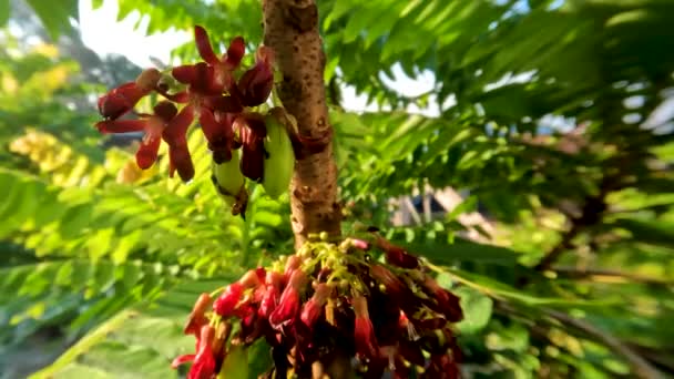 Árbol Frutal Bilimbi Cuyo Tronco Está Emitiendo Flores Rojas Pequeñas — Vídeo de stock