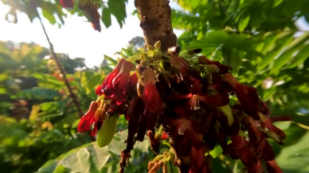 Bilimbi Obstbaum Dessen Stamm Rote Blüten Ausgibt Klein Großen Mengen — Stockvideo