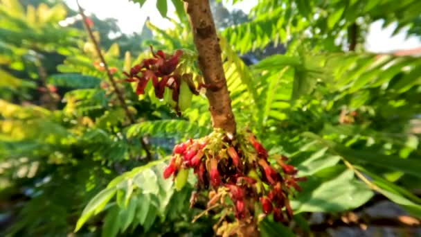Bilimbi Obstbaum Dessen Stamm Rote Blüten Ausgibt Klein Großen Mengen — Stockvideo