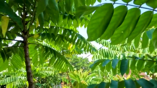 Bilimbi Árvore Brota Com Pequenas Folhas Verdes Finas Balançando Vento — Vídeo de Stock