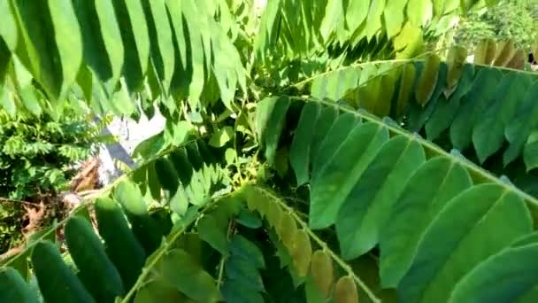 Brotes Árboles Bilimbi Con Hojas Pequeñas Delgadas Color Verde Balanceándose — Vídeo de stock