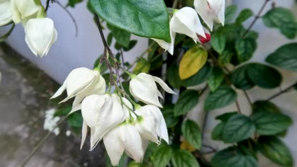 Glory Bower Ματωμένη Καρδιά Φυτό Λουλούδι Αμπέλου Έχει Ελεφαντόδοντο Λευκά — Αρχείο Βίντεο