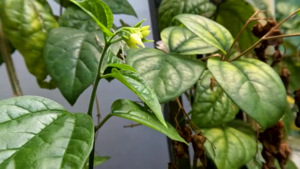 Glory Bower Bleeding Heart Vine Flower Plant Has Ivory White — Stock Video