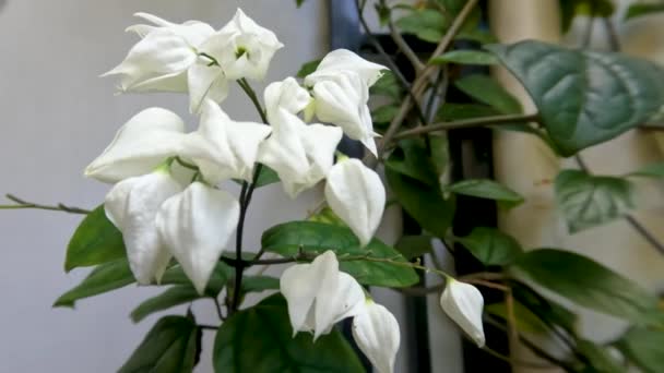 Glory Bower Bleeding Heart Wijnstok Bloemplant Heeft Ivoor Witte Bloemen — Stockvideo