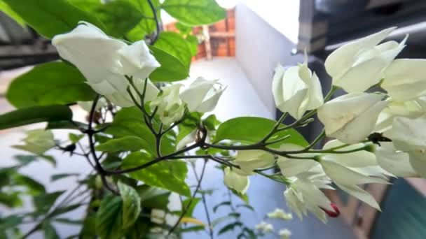 栄光の弓または出血心のつるの花の植物は 自宅で庭の装飾のために 象牙の白い花 ブドウと緑の葉を持っています — ストック動画