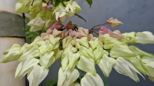 Glory Bower Bleeding Heart Vine Flower Plant Has Ivory White — Vídeo de stock