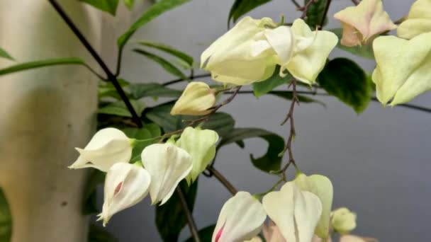 Glory Bower Bleeding Heart Wijnstok Bloemplant Heeft Ivoor Witte Bloemen — Stockvideo