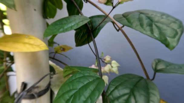 Glory Bower Bleeding Heart Vine Flower Plant Has Ivory White — Stock Video