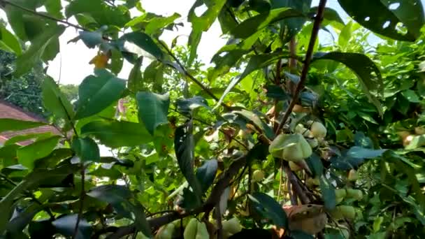 水蜜桃果实累累 果色淡绿色 略带红色 热带水果植物丰满 — 图库视频影像