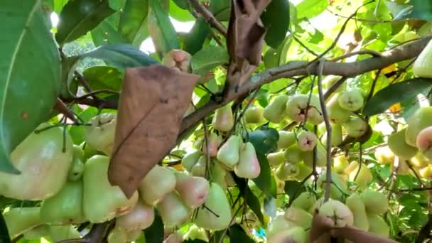 Рожева Рослина Яблуні Плодоношенні Колір Плодів Блідо Зелений Червоним Відтінком — стокове відео