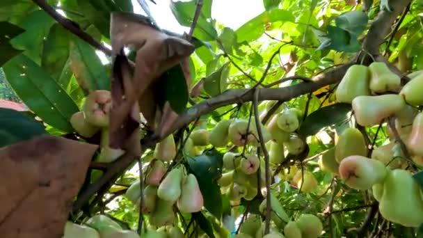 水蜜桃果实累累 果色淡绿色 略带红色 热带水果植物丰满 — 图库视频影像