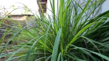 Bahçede yetişen limon otları, yapraklar ince yeşil yapraklar, içecekler ve baharatlar için.