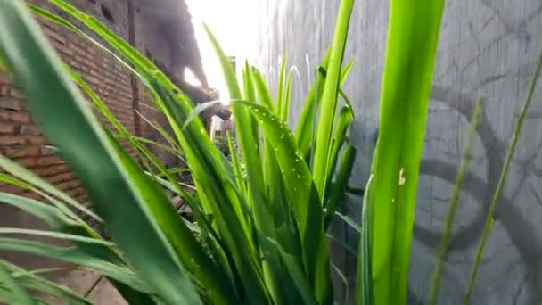 Gele Iris Plant Groeit Tuin Bladeren Zijn Dunne Groene Bladen — Stockvideo