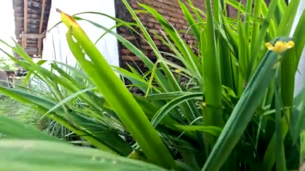 Желтая Ирис Растение Растет Дворе Листья Тонкие Зеленые Блестки Украшения — стоковое видео