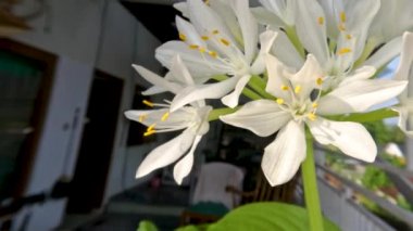 Ağustostaki zambak çiçeği bitkisi veya Hosta plantaginea ince düz yeşil yapraklara sahiptir, sarı yapraklı beyaz yapraklar ve yeşil çiçek sapları, bahçe süslemesi için saksılarda yetişir.