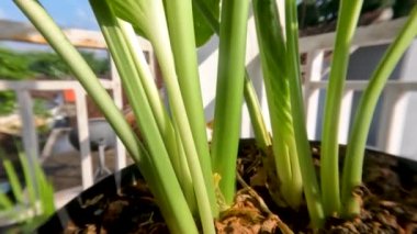 Ağustostaki zambak çiçeği bitkisi veya Hosta plantaginea ince düz yeşil yapraklara sahiptir, sarı yapraklı beyaz yapraklar ve yeşil çiçek sapları, bahçe süslemesi için saksılarda yetişir.