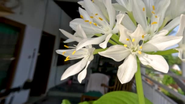 Bunga Bakung August Atau Hosta Plantaginea Memiliki Daun Hijau Tipis — Stok Video