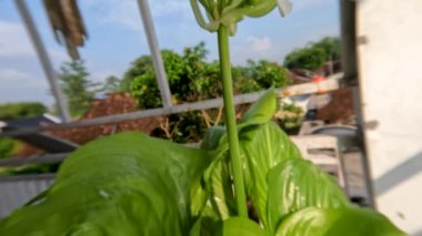 Ağustostaki zambak çiçeği bitkisi veya Hosta plantaginea ince düz yeşil yapraklara sahiptir, sarı yapraklı beyaz yapraklar ve yeşil çiçek sapları, bahçe süslemesi için saksılarda yetişir.