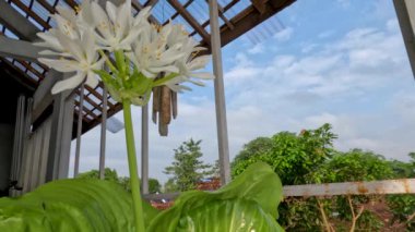 Ağustostaki zambak çiçeği bitkisi veya Hosta plantaginea ince düz yeşil yapraklara sahiptir, sarı yapraklı beyaz yapraklar ve yeşil çiçek sapları, bahçe süslemesi için saksılarda yetişir.