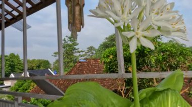 Ağustostaki zambak çiçeği bitkisi veya Hosta plantaginea ince düz yeşil yapraklara sahiptir, sarı yapraklı beyaz yapraklar ve yeşil çiçek sapları, bahçe süslemesi için saksılarda yetişir.