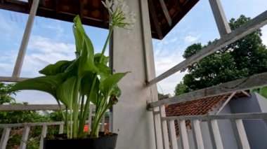 Ağustostaki zambak çiçeği bitkisi veya Hosta plantaginea ince düz yeşil yapraklara sahiptir, sarı yapraklı beyaz yapraklar ve yeşil çiçek sapları, bahçe süslemesi için saksılarda yetişir.