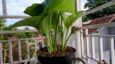 Ağustostaki zambak çiçeği bitkisi veya Hosta plantaginea ince düz yeşil yapraklara sahiptir, sarı yapraklı beyaz yapraklar ve yeşil çiçek sapları, bahçe süslemesi için saksılarda yetişir.