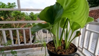 Ağustostaki zambak çiçeği bitkisi veya Hosta plantaginea ince düz yeşil yapraklara sahiptir, sarı yapraklı beyaz yapraklar ve yeşil çiçek sapları, bahçe süslemesi için saksılarda yetişir.