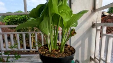 Ağustostaki zambak çiçeği bitkisi veya Hosta plantaginea ince düz yeşil yapraklara sahiptir, sarı yapraklı beyaz yapraklar ve yeşil çiçek sapları, bahçe süslemesi için saksılarda yetişir.