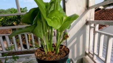 Ağustostaki zambak çiçeği bitkisi veya Hosta plantaginea ince düz yeşil yapraklara sahiptir, sarı yapraklı beyaz yapraklar ve yeşil çiçek sapları, bahçe süslemesi için saksılarda yetişir.