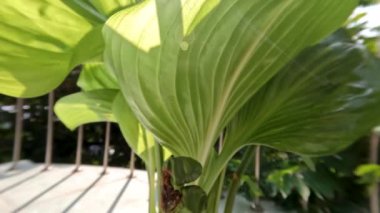 Ağustostaki zambak çiçeği bitkisi veya Hosta plantaginea ince düz yeşil yapraklara sahiptir, sarı yapraklı beyaz yapraklar ve yeşil çiçek sapları, bahçe süslemesi için saksılarda yetişir.